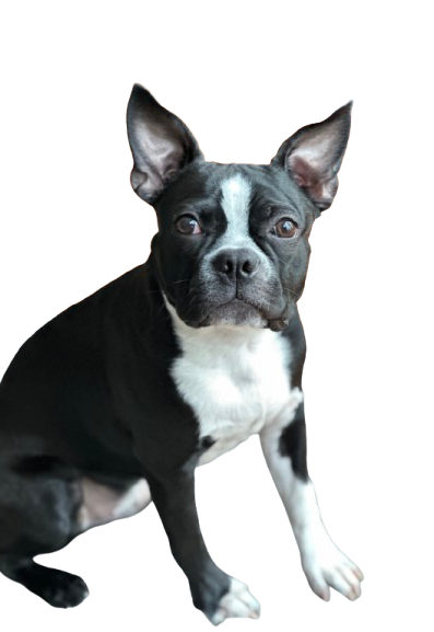 A Boston Terrier dog